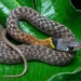 beautiful snakes that are unique and can kill many people in vietnam 129514