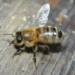 bees can recognize faces 2079