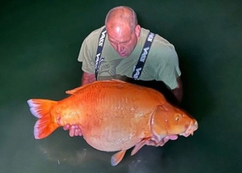 behind the scenes reveal of the player who caught the largest golden catfish weighing 27kg in the world 137328