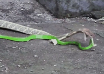 being hunted by snakes turned back to hit snakes in the mouth 119785