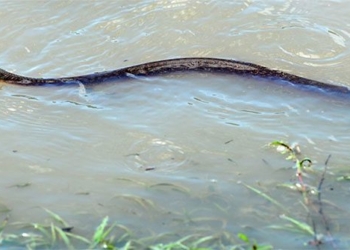 beware of the toxic snake situation due to flood water intrusion into the house 136732