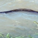 beware of the toxic snake situation due to flood water intrusion into the house 136732