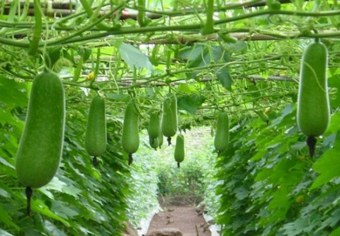 Not only containing vitamin C and calcium, most types of wax gourds also contain potassium.