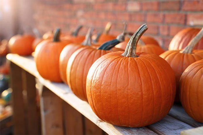 Americans buy millions of pumpkins for Halloween decoration.