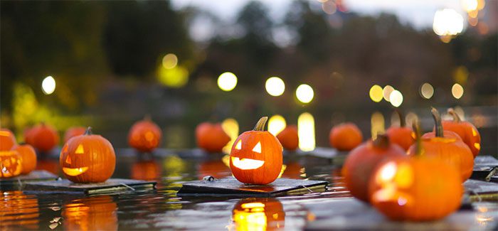 After Halloween, pumpkins can be used as animal feed.