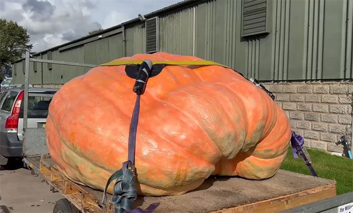 The pumpkin weighs 1198.2 kg.