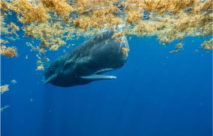 Very few plankton live in the shallow waters of the Sargasso Sea.