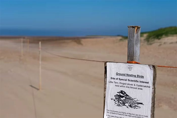 Warning sign advising visitors to stay away from nesting areas in Thornham, Norfolk, England