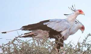 bird eating snake 2131