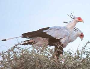 bird eating snake 2131