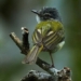 bird makes a house from natural materials teachers are all frantic and wander aimlessly 137263