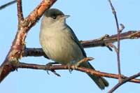 blackcap 1