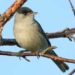 blackcap