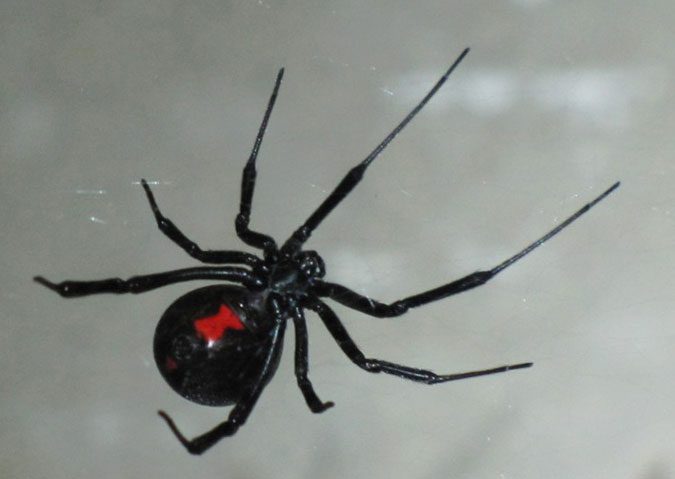 blackwidow