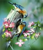 bluebird