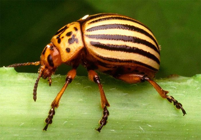 Colorado Potato Beetle