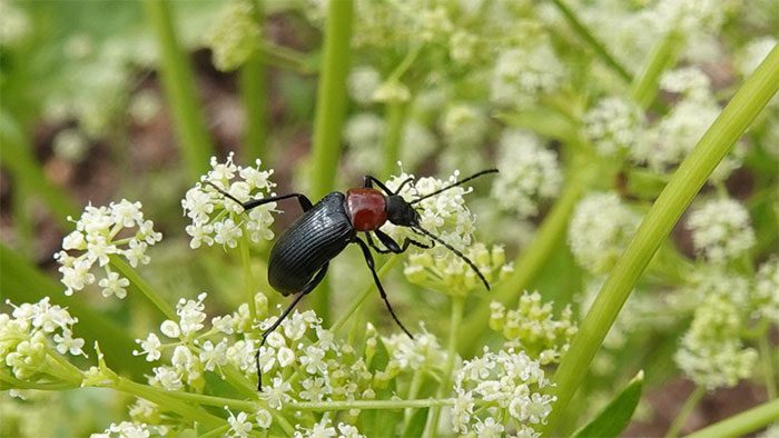 The Darkling Beetle is one of the most diverse and successful insect species.