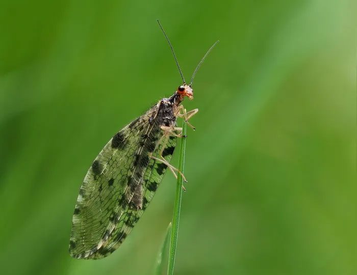 Osmylus fulvicephalus