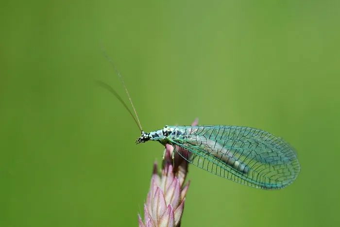 Green Lacewing