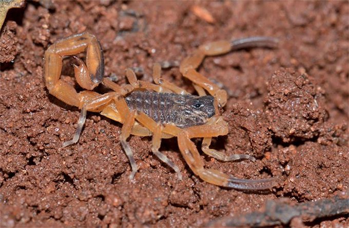 Brazilian Yellow Scorpion (Tityus serrulatus)