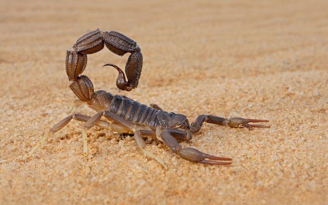 Scorpion