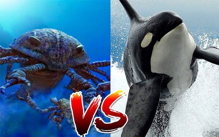 The clash between these two species promises to be thrilling.