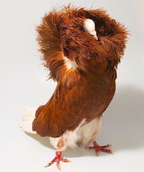 Jacobin Pigeon can hardly fly, they only move on the ground.