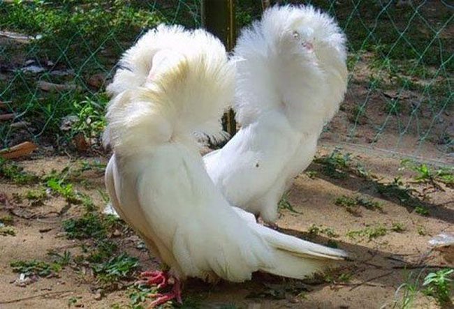 Jacobin Lion Pigeon has feathers surrounding its neck