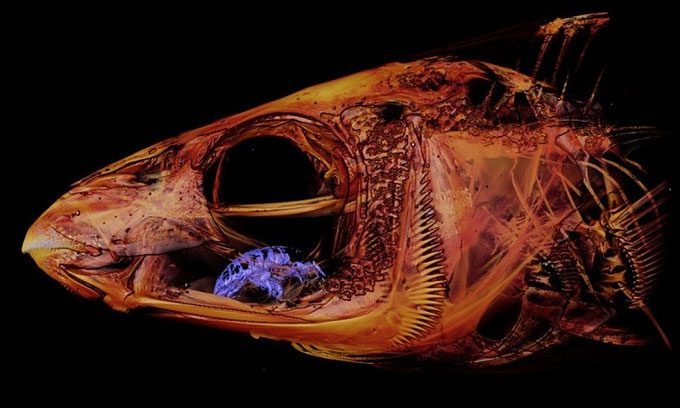 The tongue-eating louse (green) in the mouth of a banded wrasse.