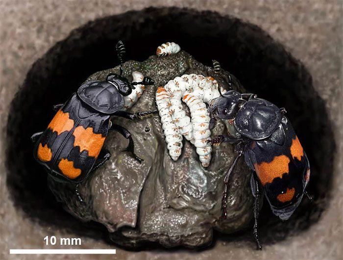 Burying Beetle