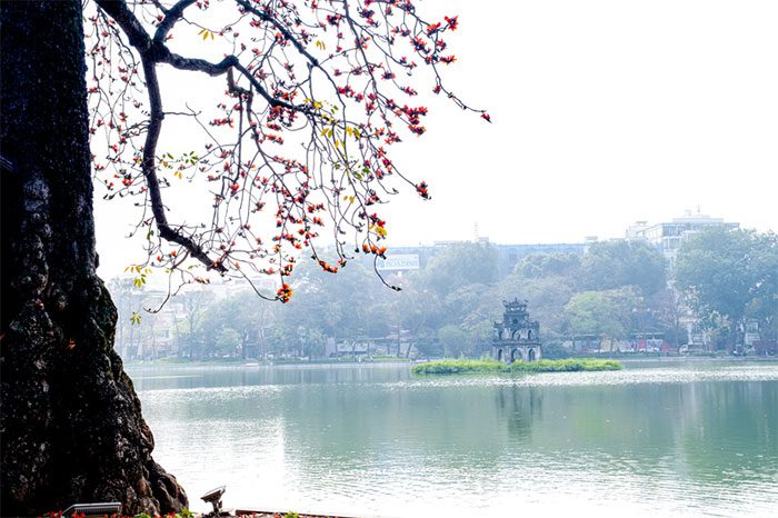 The Bombax ceiba tree by the Shore of Hoan Kiem Lake.