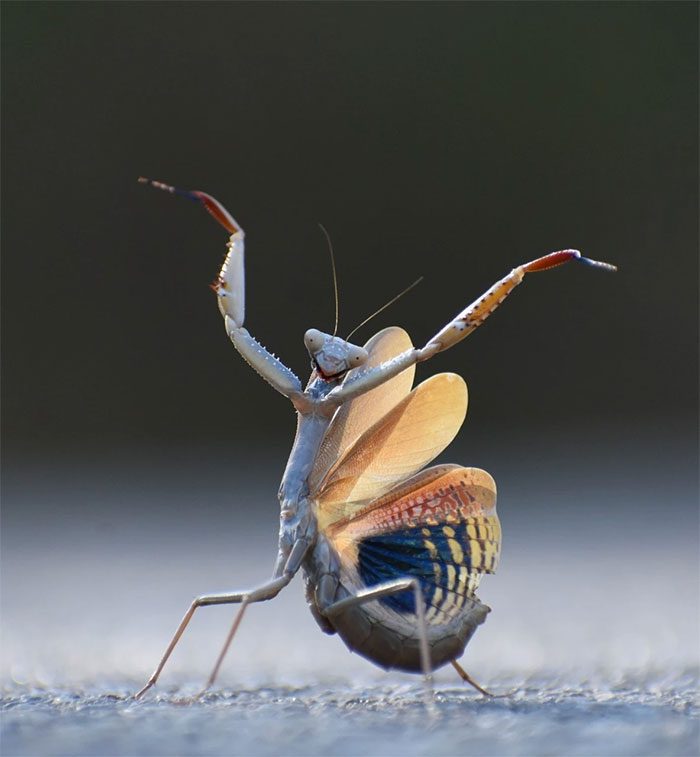 Flamenco mantis