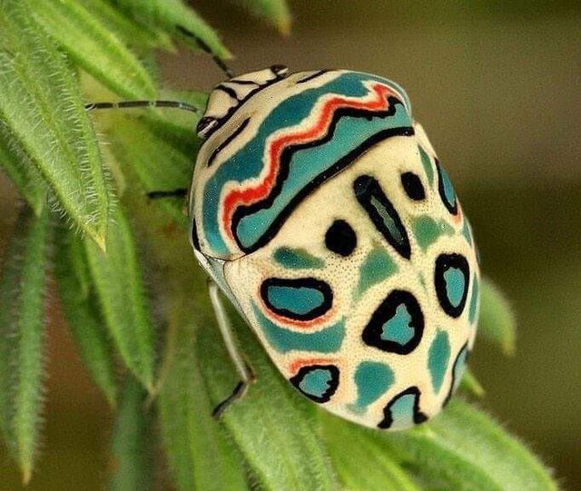 Picasso Bug