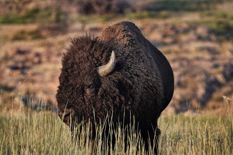 The bison may become the national animal of America.