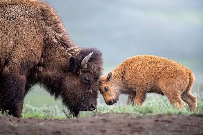 American Bison