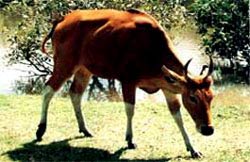 bo rung