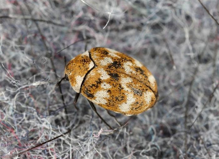 Carpet Beetle