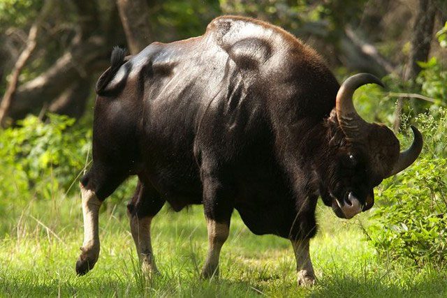 Southeast Asian wild cattle are a species with many rare characteristics.