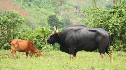 The wild male cattle joining the herd of local farmers