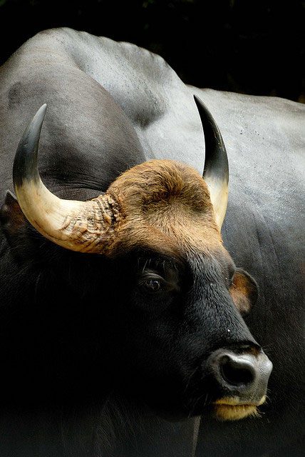 In Vietnam, the Southeast Asian wild cattle are referred to as 'min' by ethnic minorities.