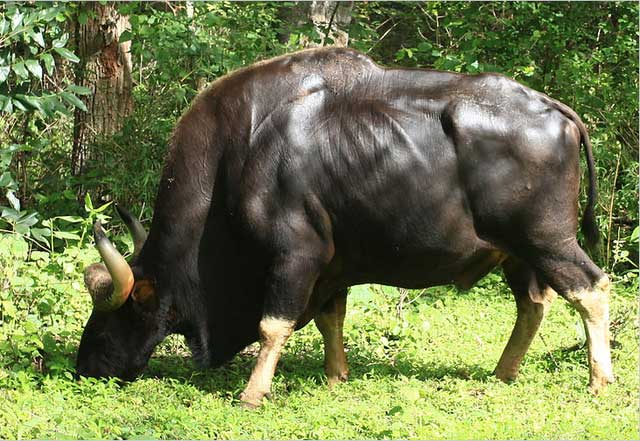 From the front, they look like buffalo, and from the back, they look like cattle.