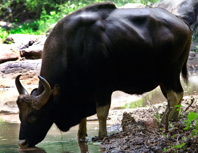 Southeast Asian wild cattle are recognized as one of the largest wild cattle species in the world.