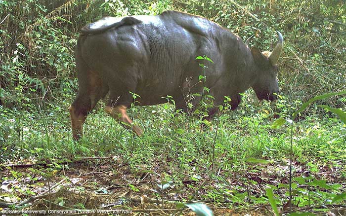 Wild Boar