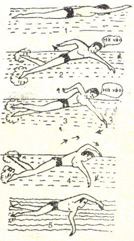 Swimming with leg and arm movements coordinated with breathing underwater.