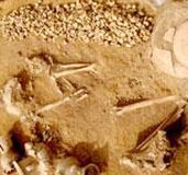 bone 1