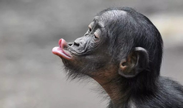 Image of a Bonobo.