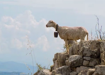 buffalo and chickens help predict volcanoes and earthquakes 138175