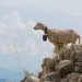 buffalo and chickens help predict volcanoes and earthquakes 138175