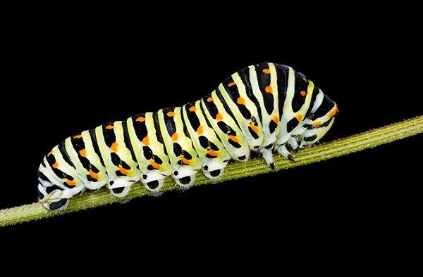 How do caterpillars metamorphose into butterflies?