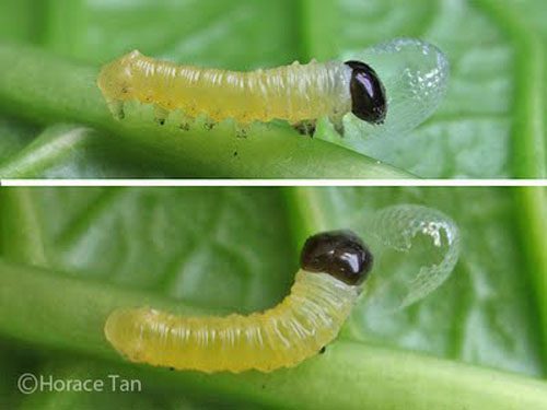 How do caterpillars metamorphose into butterflies?